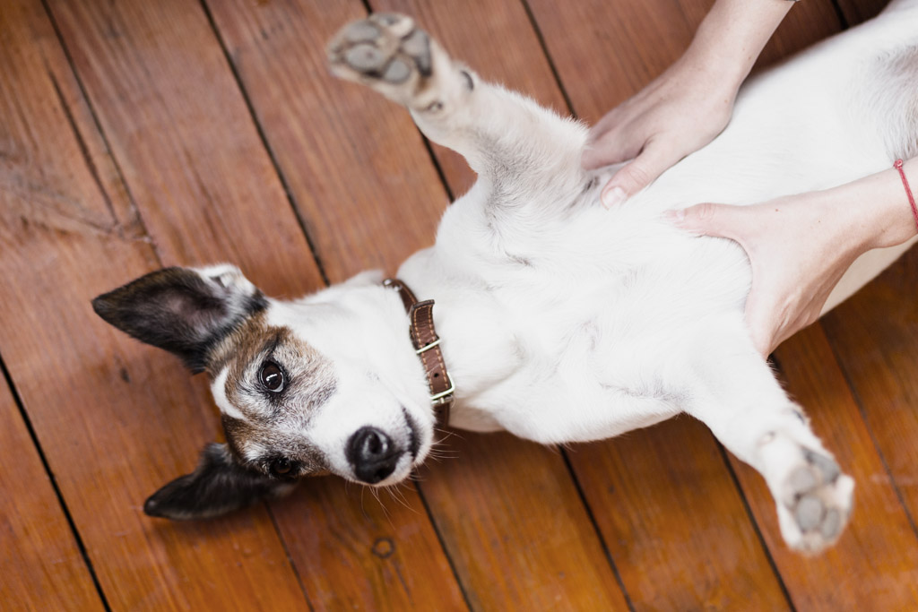A dog getting rubbed on the belly